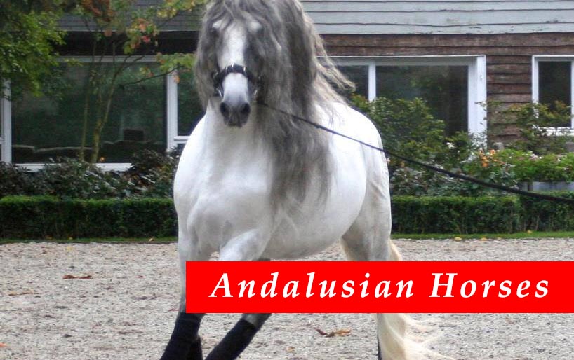 Grey Andalusian Horse For Sale